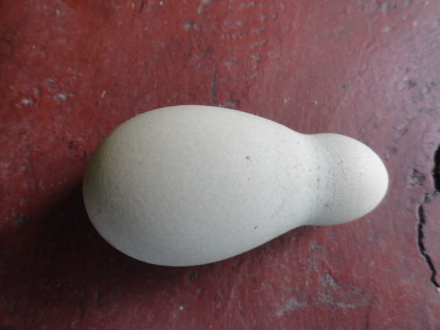Foto: Huevo deforme - Shell (Pastaza), Ecuador