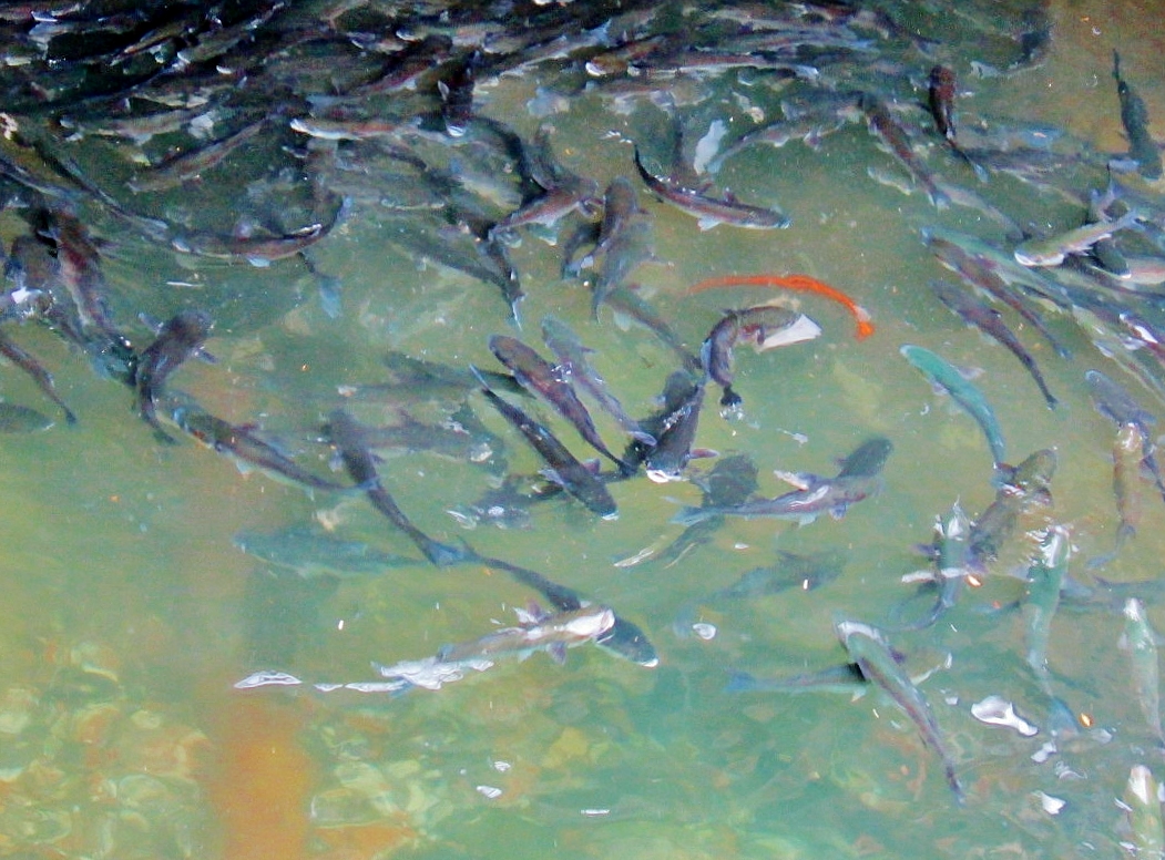 Foto: Peces - Pasai Donibane (Gipuzkoa), España