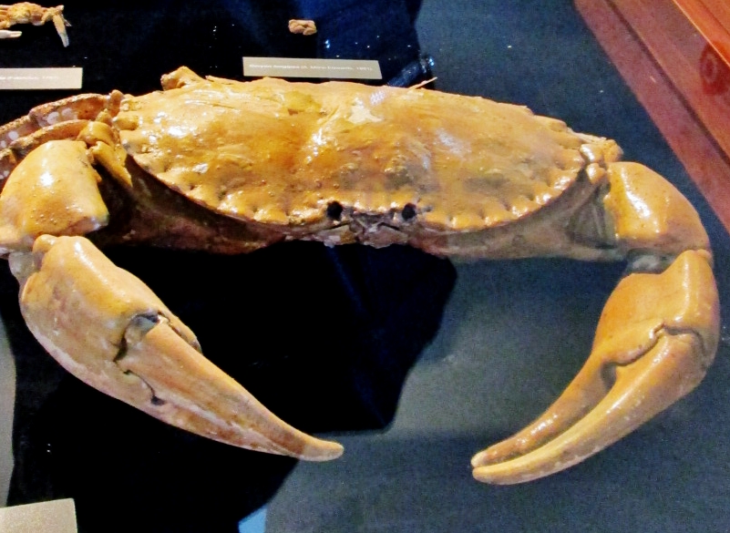 Foto: Acuario - San Sebastián (Donostia) (Gipuzkoa), España