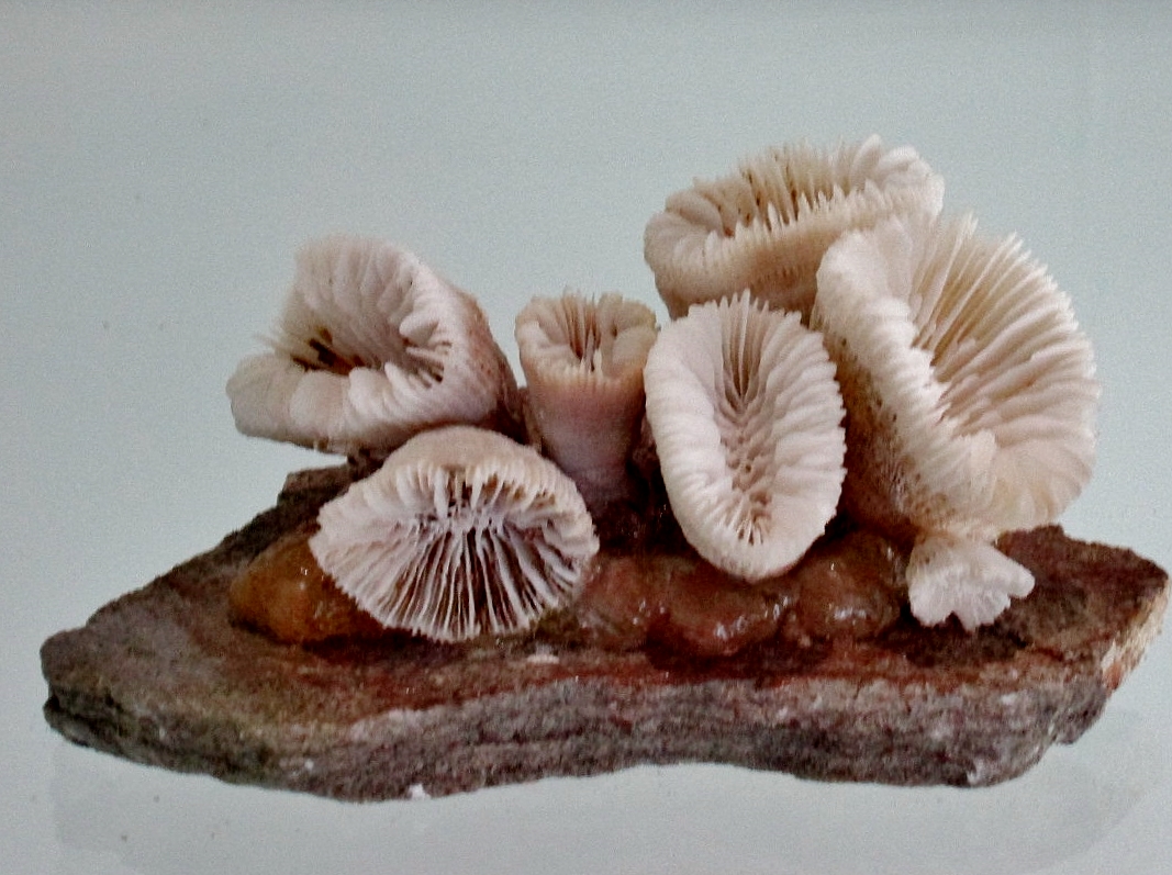 Foto: Acuario - San Sebastián (Donostia) (Gipuzkoa), España