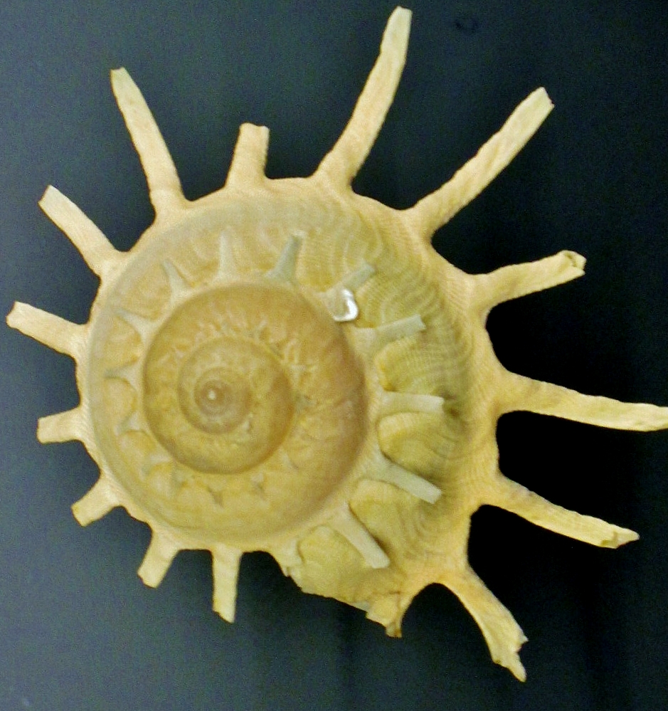 Foto: Acuario - San Sebastián (Donostia) (Gipuzkoa), España