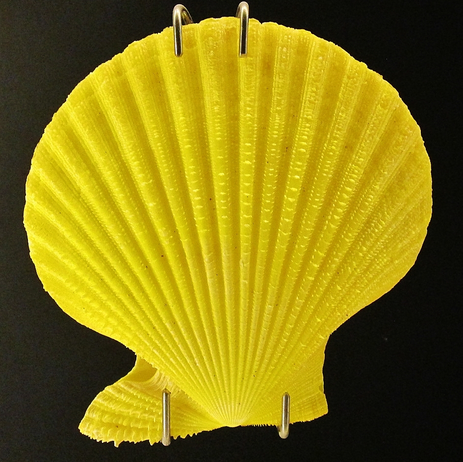 Foto: Acuario - San Sebastián (Donostia) (Gipuzkoa), España