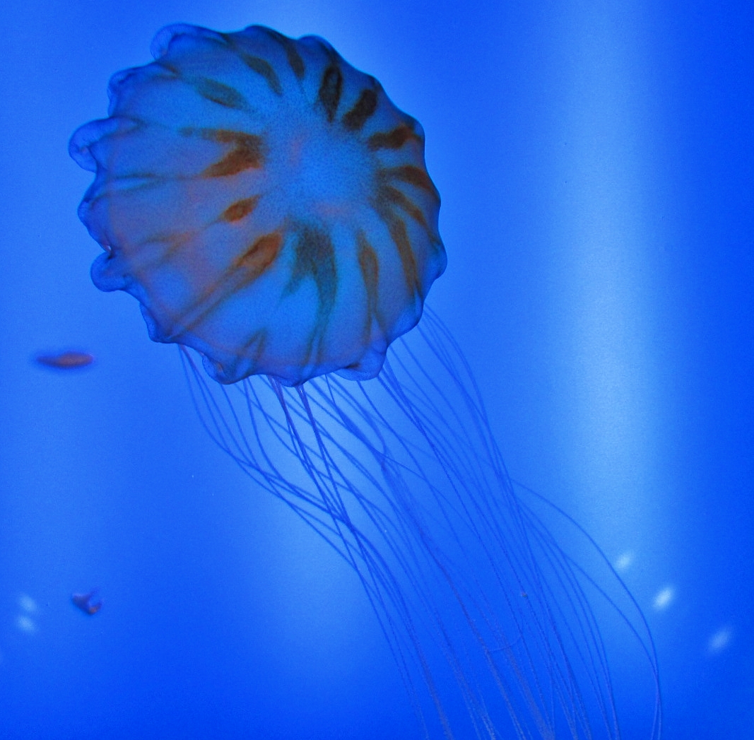 Foto: Acuario - San Sebastián (Donostia) (Gipuzkoa), España