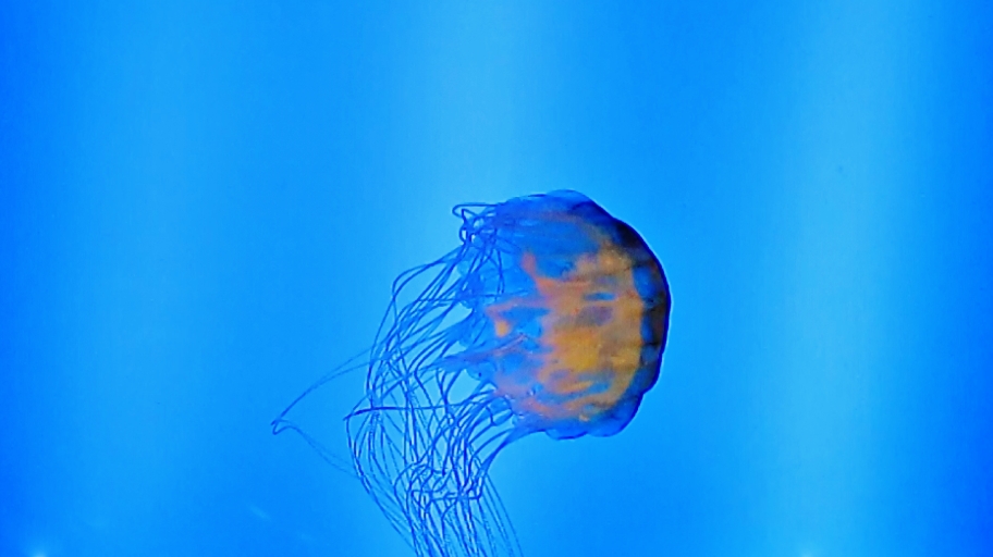 Foto: Acuario - San Sebastián (Donostia) (Gipuzkoa), España