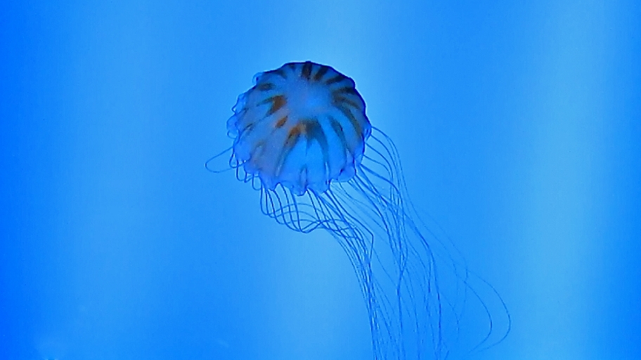 Foto: Acuario - San Sebastián (Donostia) (Gipuzkoa), España