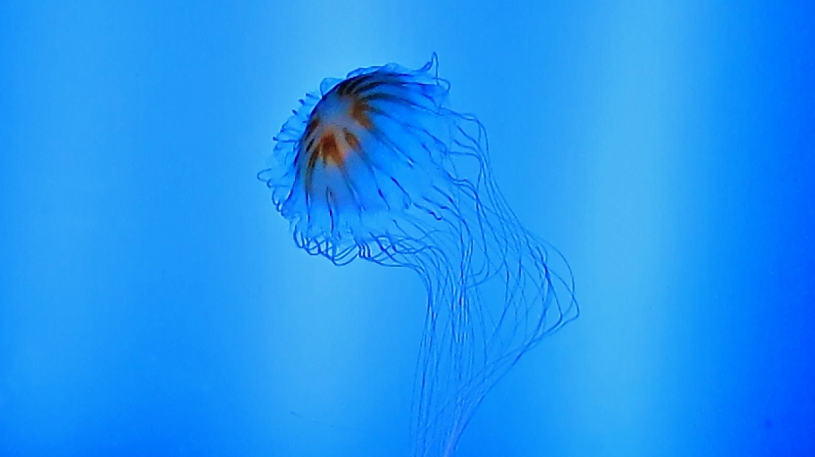 Foto: Acuario - San Sebastián (Donostia) (Gipuzkoa), España