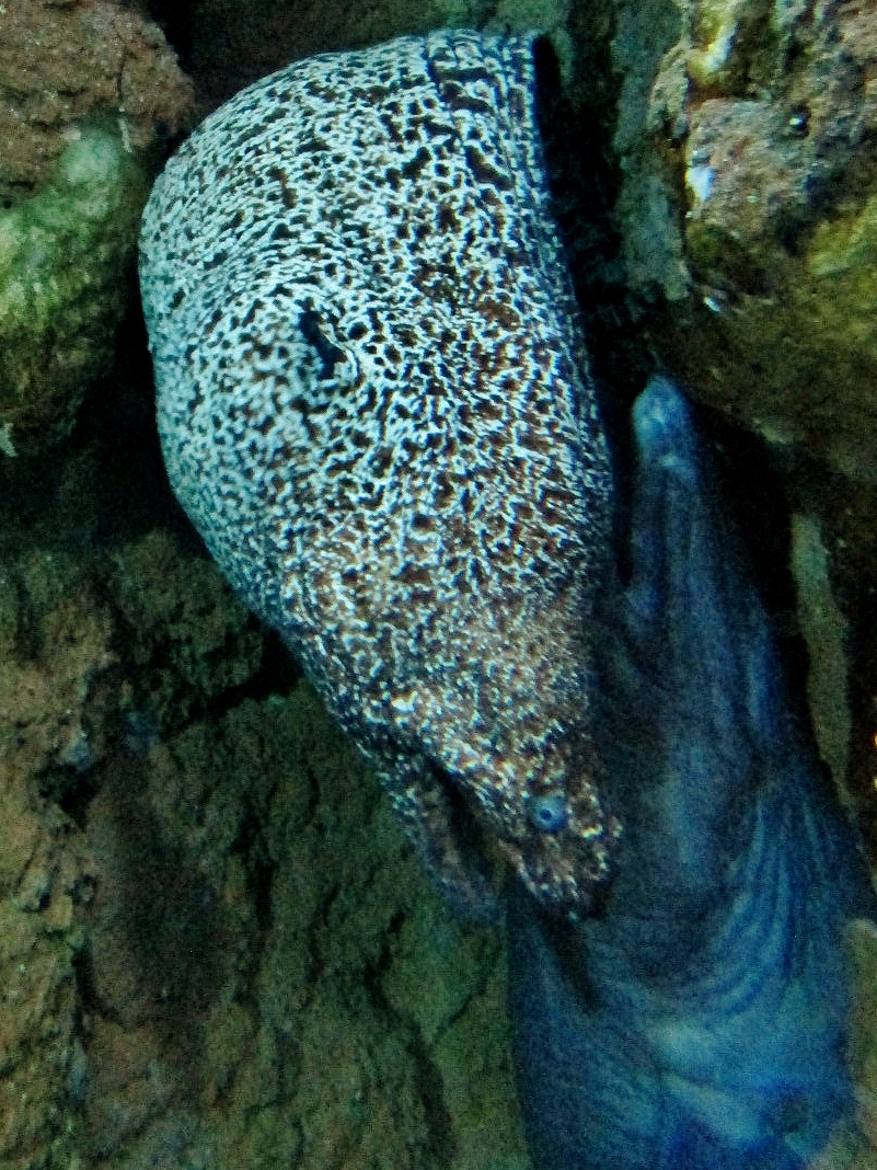 Foto: Acuario - San Sebastián (Donostia) (Gipuzkoa), España