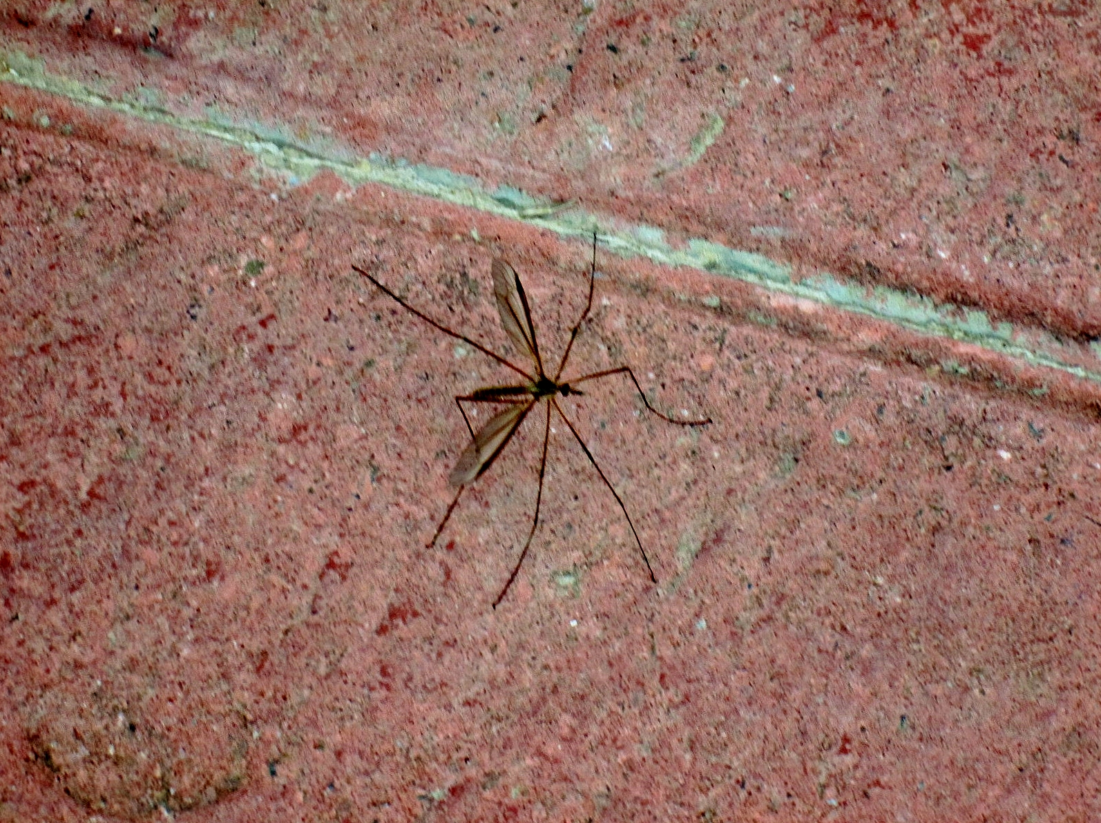 Foto: Mosquito - Laguardia (Álava), España