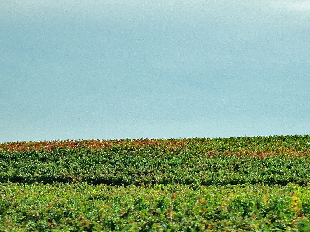 Foto: Paisaje - Antoñana (Álava), España