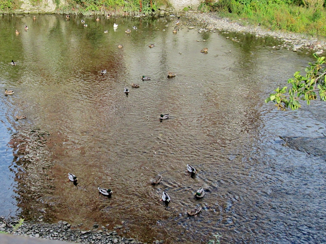 Foto: Rio Urola - Azpeitia (Gipuzkoa), España