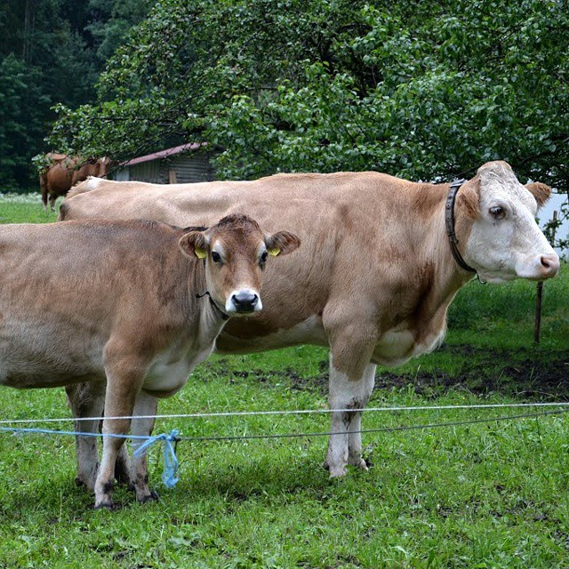 Foto de Lauterbrunnen, Suiza