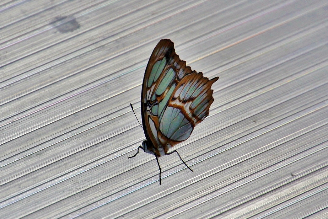 Foto: Butterfly Park - Castelló d´Empuries (Girona), España