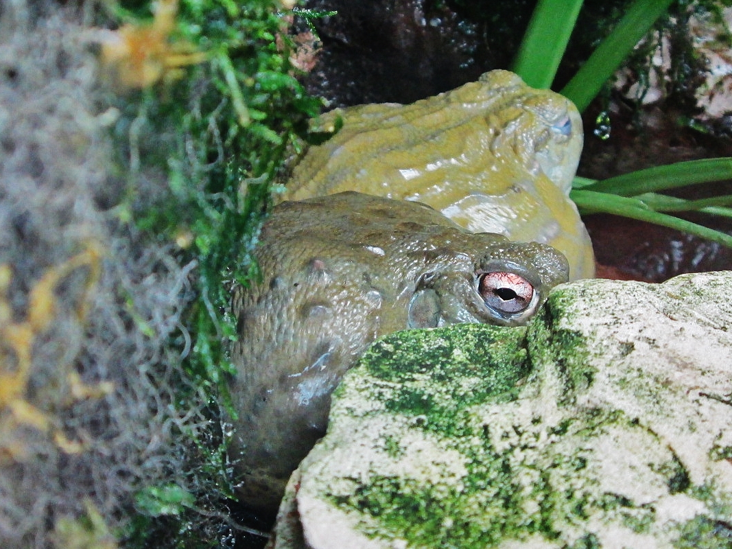 Foto: Bioparc - València (Comunidad Valenciana), España