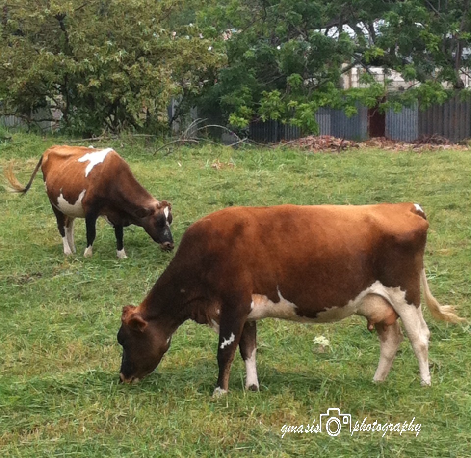 Foto: Domingo de pastar - Heredia, Costa Rica