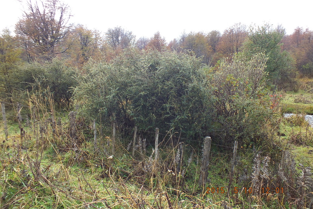 Foto: Coyhaique - Coyhaique (Aisén del General Carlos Ibáñez del Campo), Chile