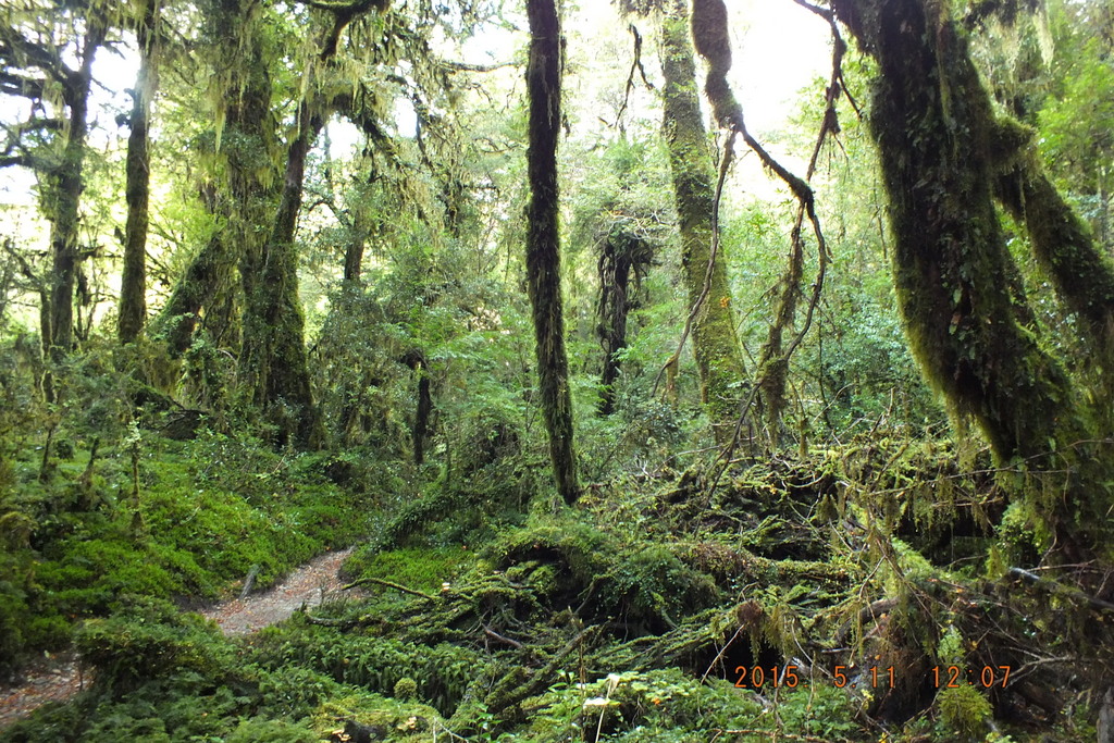 Foto: Carretera Austral - Aysen (Aisén del General Carlos Ibáñez del Campo), Chile