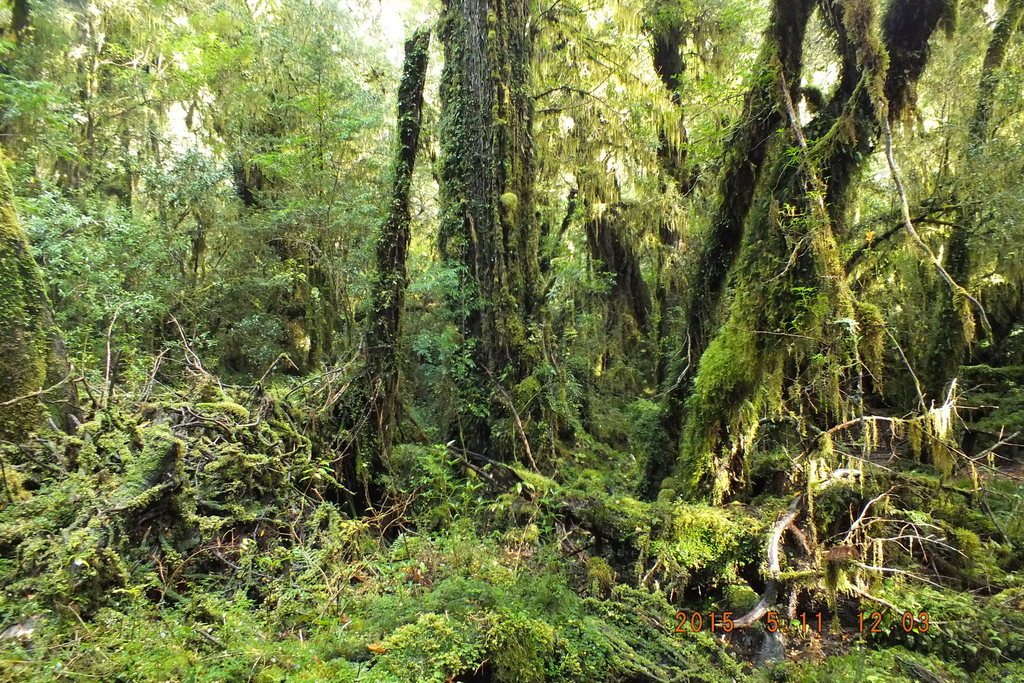 Foto: Carretera Austral - Aysen (Aisén del General Carlos Ibáñez del Campo), Chile