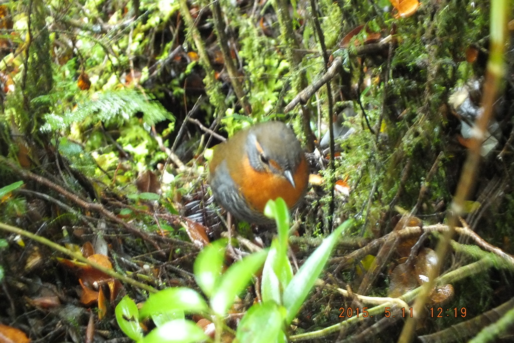 Foto: Carretera Austral - Aysen (Aisén del General Carlos Ibáñez del Campo), Chile