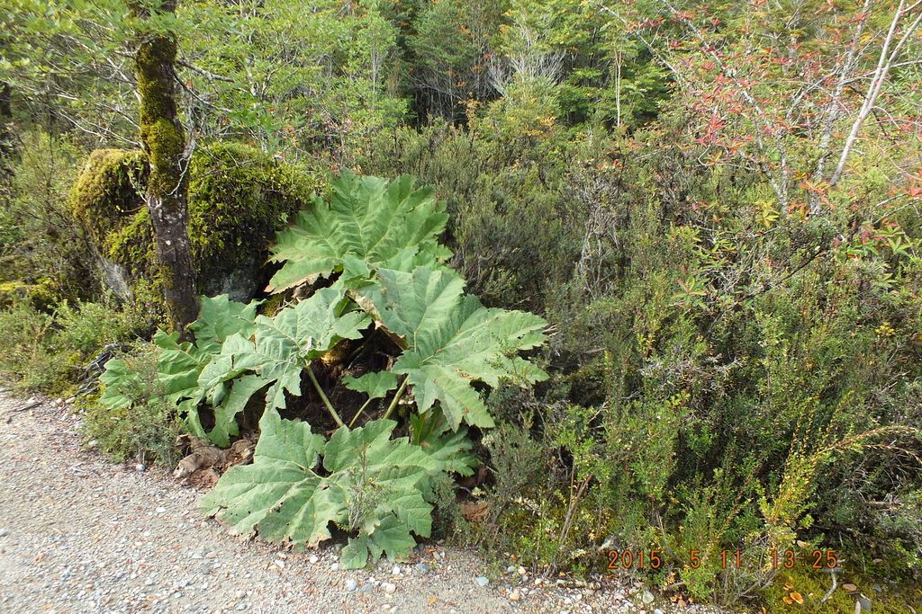 Foto: Parque Nacional Queulats - Aysen (Aisén del General Carlos Ibáñez del Campo), Chile