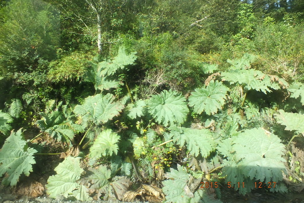 Foto: Carretera Austral - Aysen (Aisén del General Carlos Ibáñez del Campo), Chile