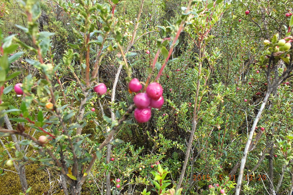 Foto: Carretera Austral - Aysen (Aisén del General Carlos Ibáñez del Campo), Chile