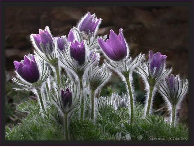 Foto de Os Ancares (A Coruña), España