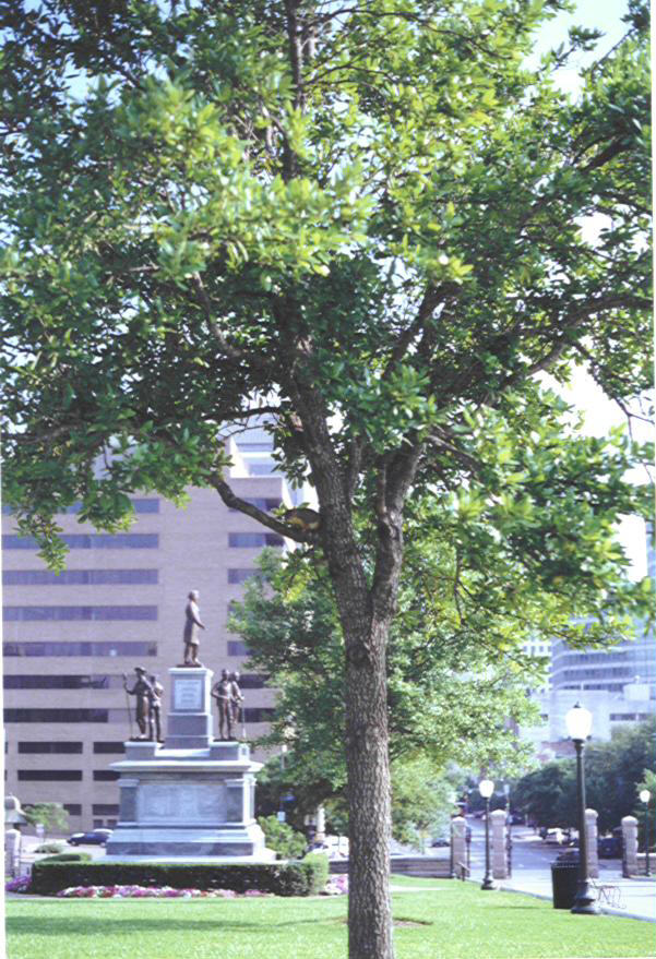 Foto de Austin (Texas), Estados Unidos