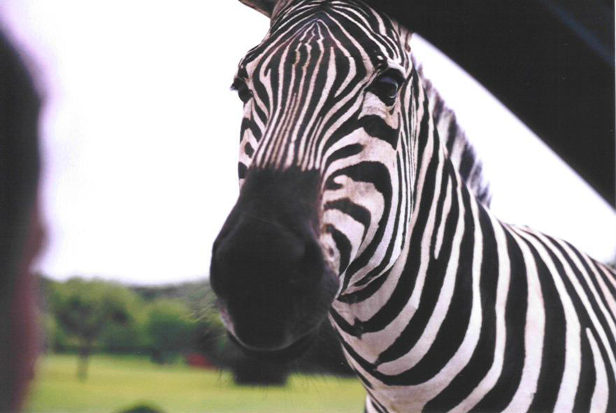 Foto de Cooperas Cove (Texas), Estados Unidos