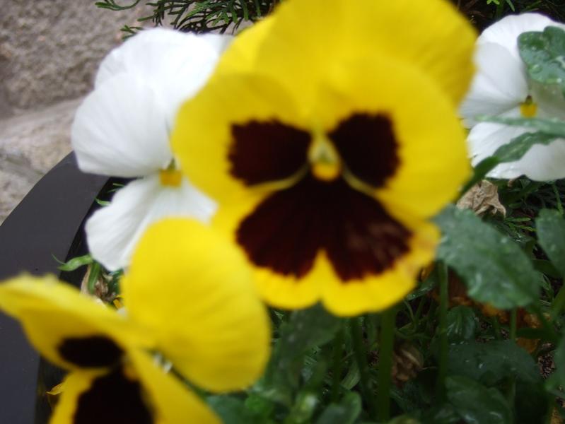 Foto de La Granja (Segovia), España