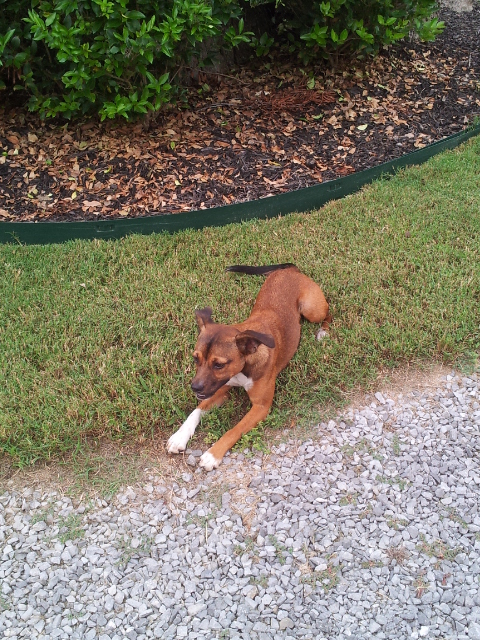 Foto de New Hope (Alabama), Estados Unidos