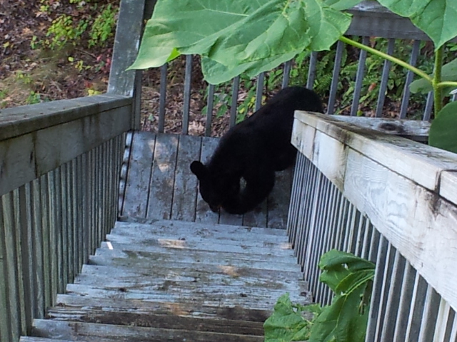 Foto de Gatlinburg (Tennessee), Estados Unidos