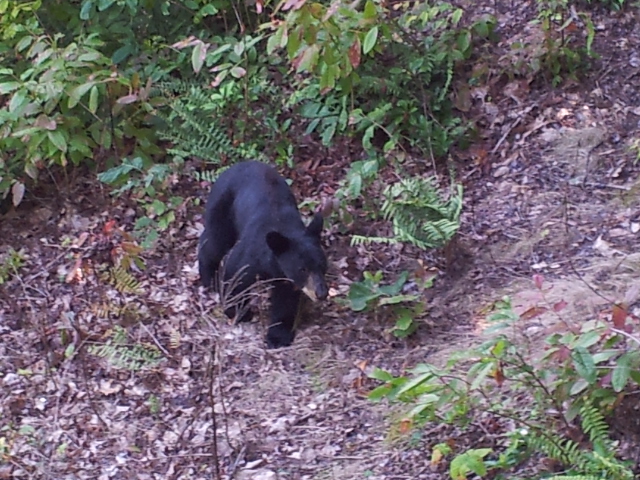 Foto de Gatlinburg (Tennessee), Estados Unidos