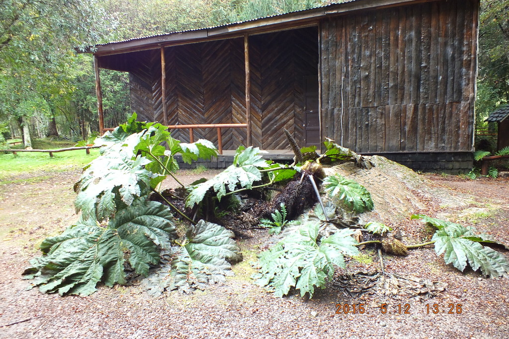 Foto: Aysen - Aysen (Aisén del General Carlos Ibáñez del Campo), Chile