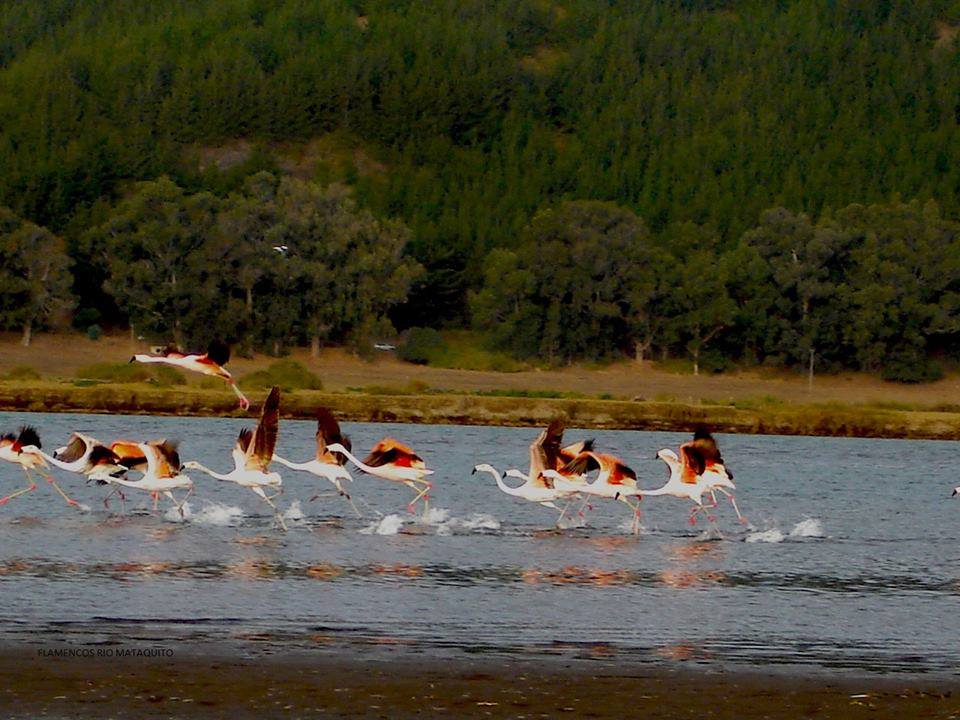 Foto: Avistamiento De Aves En Rio Mataquito - Curico (Maule), Chile