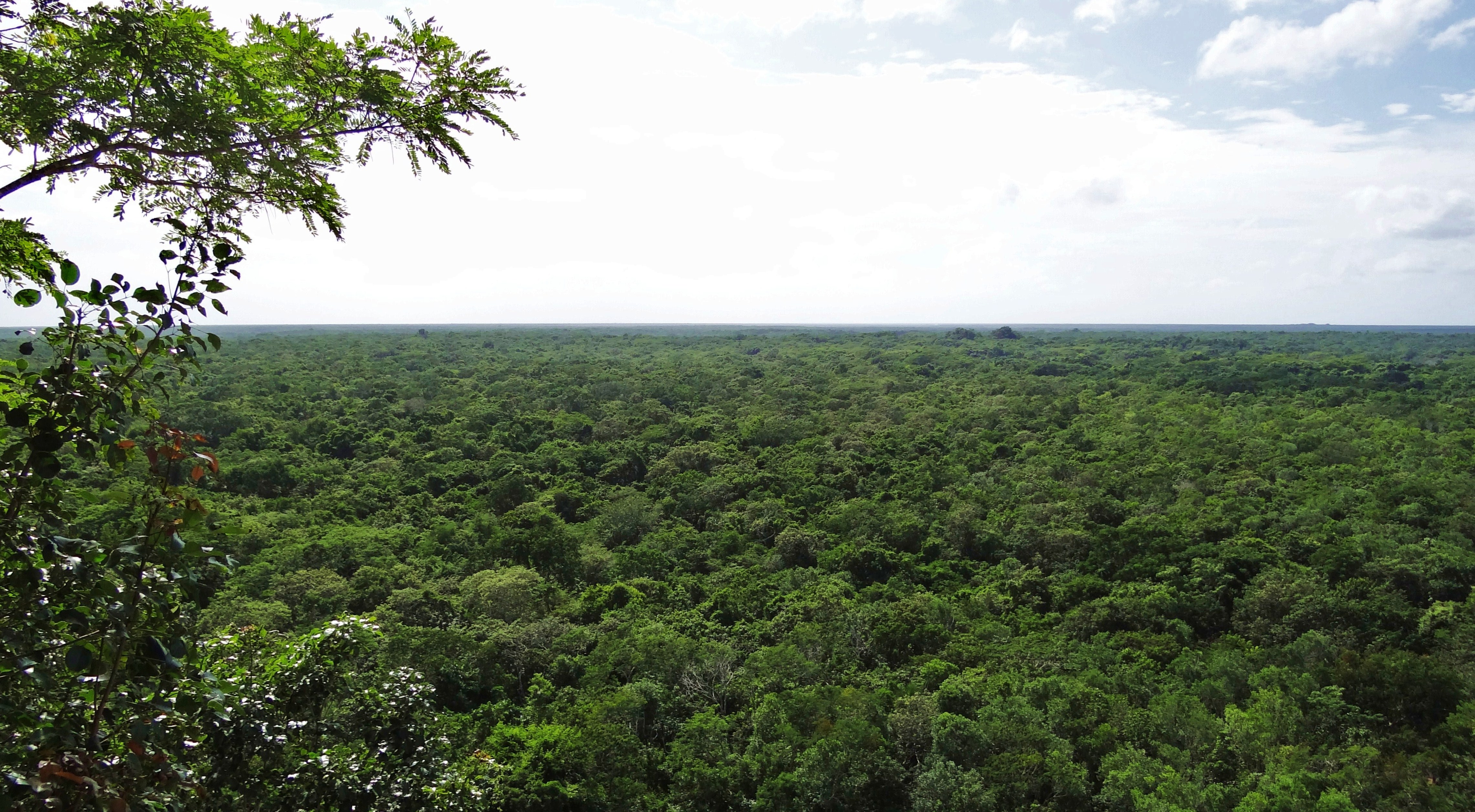 Foto: Selva Maya - Cobá (Quintana Roo), México