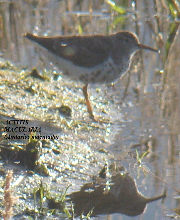 Foto: Actitis Macularia - Tausa (Cundinamarca), Colombia