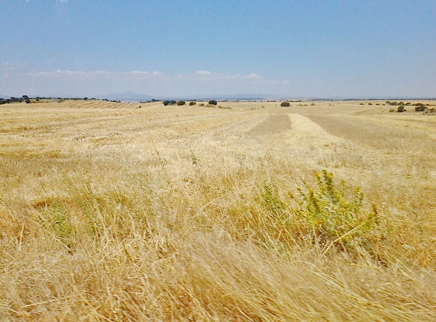 Foto: Paisaje - Hita (Guadalajara), España
