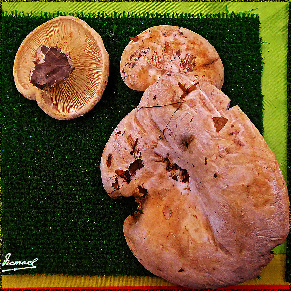 Foto: 161106-03 Exposicion De Setas - Zaragoza (Aragón), España