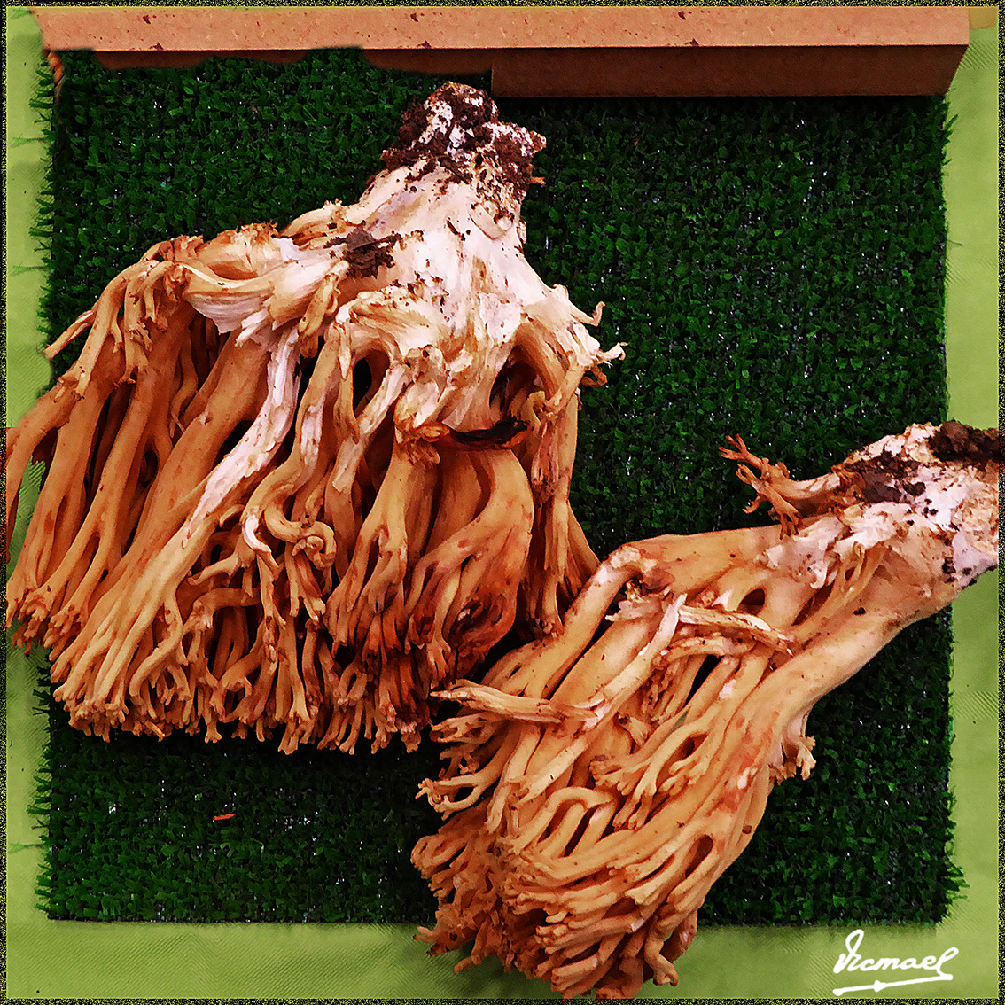 Foto: 161106-15 Exposicion De Setas - Zaragoza (Aragón), España