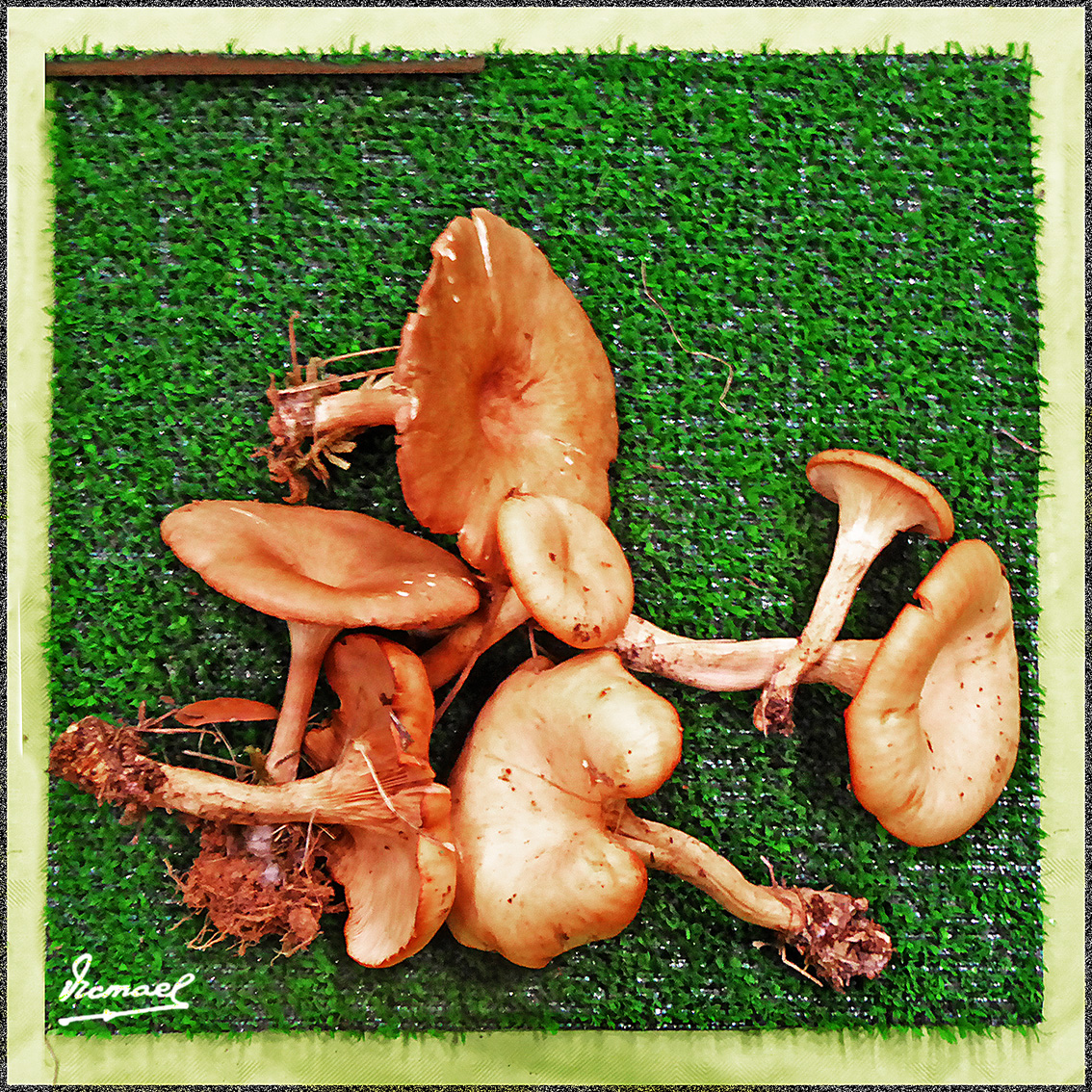 Foto: 161106-11 Exposicion De Setas - Zaragoza (Aragón), España