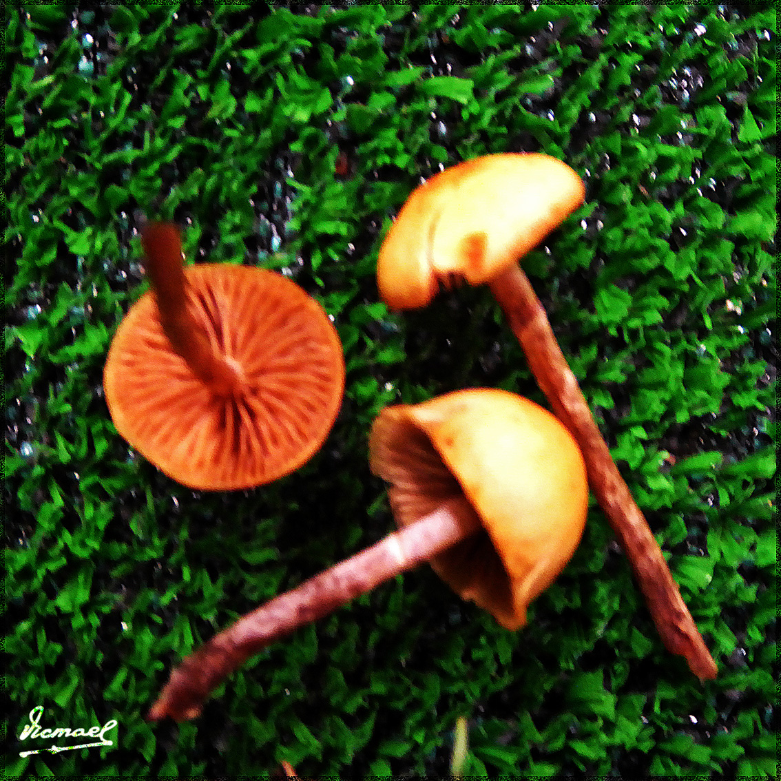 Foto: 161106-31 Exposicion De Setas - Zaragoza (Aragón), España