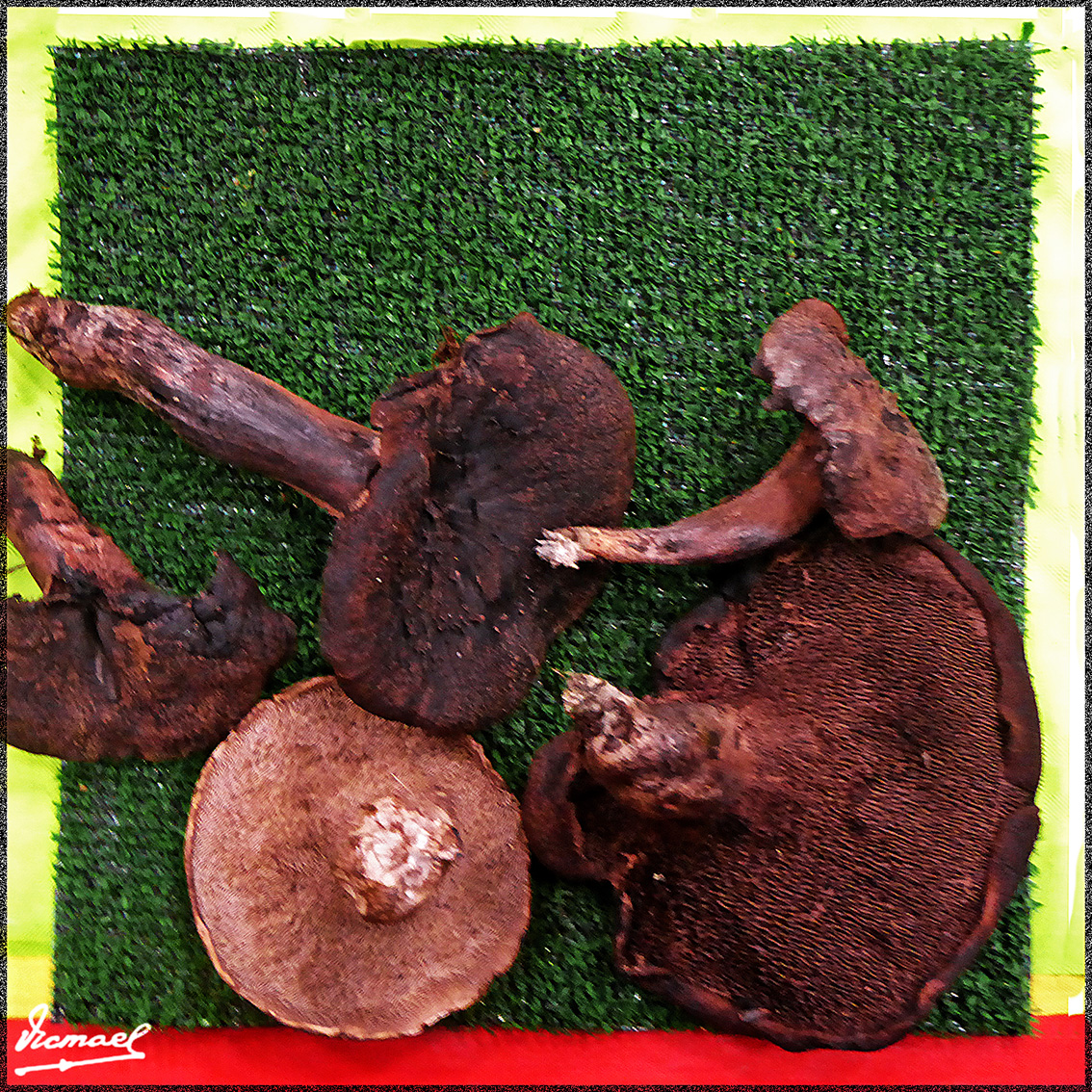 Foto: 161106-16 Exposicion De Setas - Zaragoza (Aragón), España