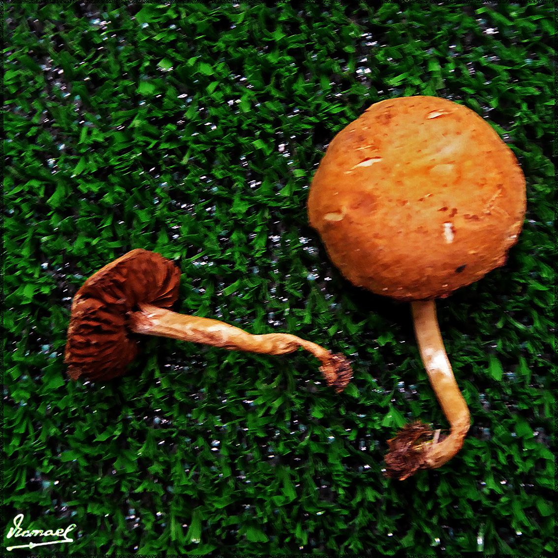 Foto: 161106-30 Exposicion De Setas - Zaragoza (Aragón), España