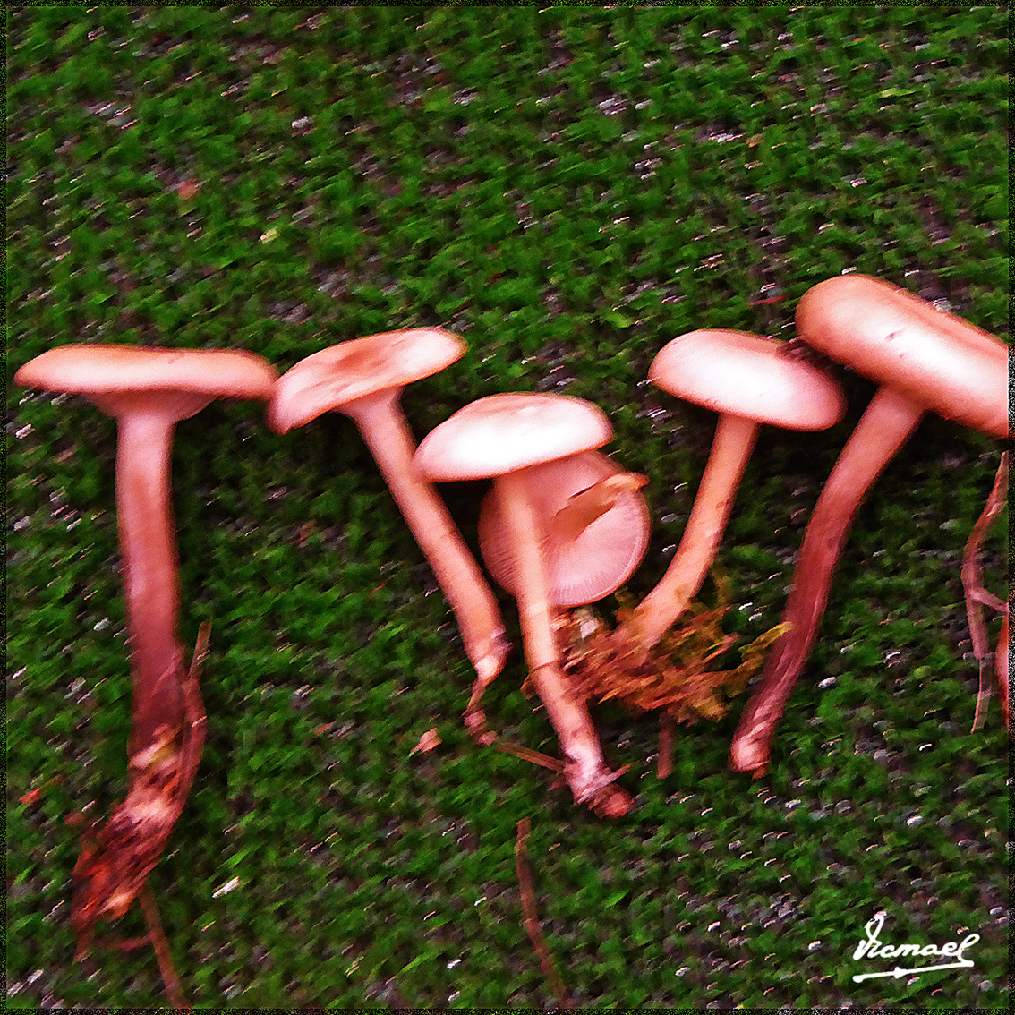 Foto: 161106-13 Exposicion De Setas - Zaragoza (Aragón), España