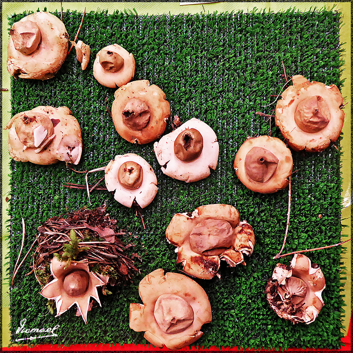 Foto: 161106-01 Exposicion De Setas - Zaragoza (Aragón), España