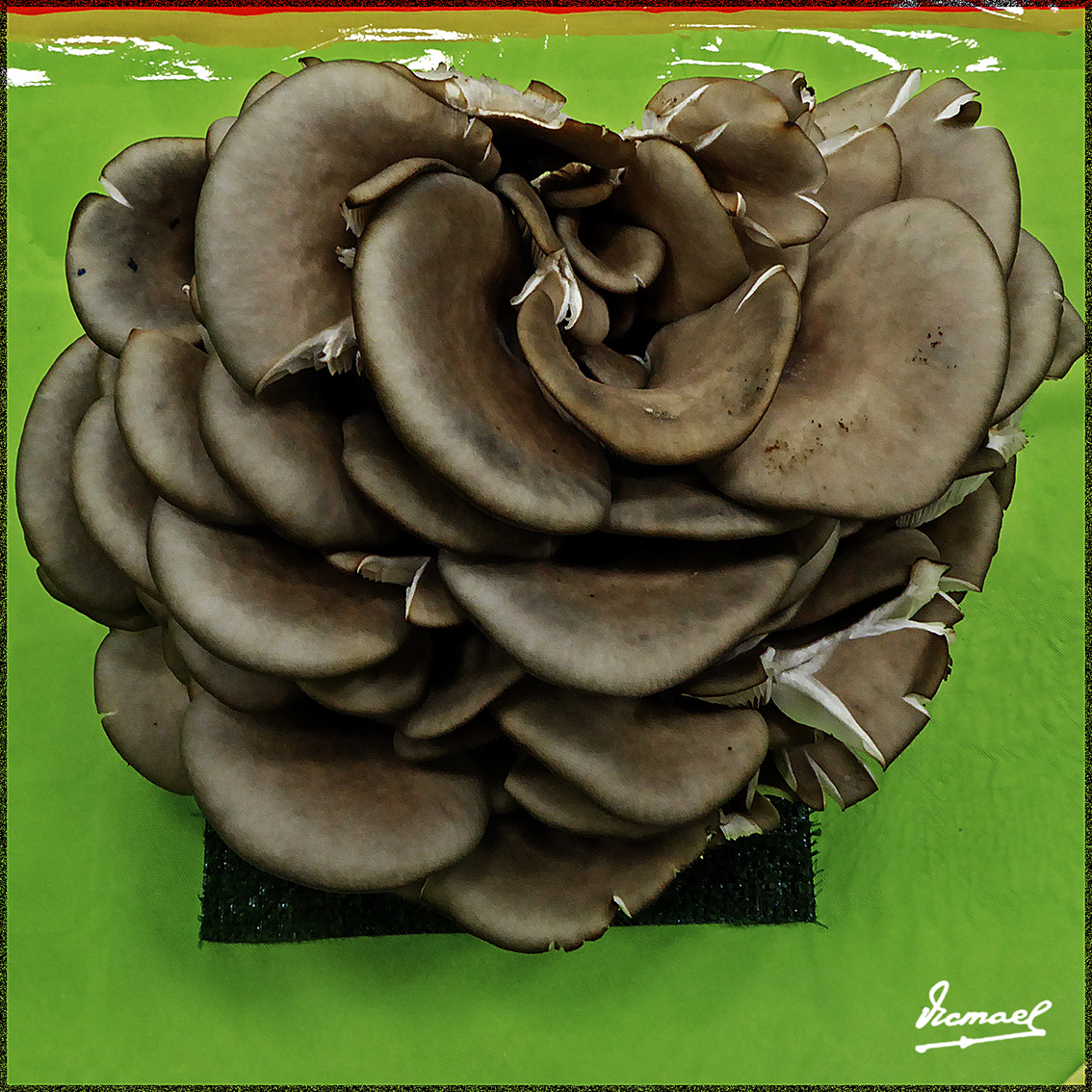 Foto: 161106-21 Exposicion De Setas - Zaragoza (Aragón), España