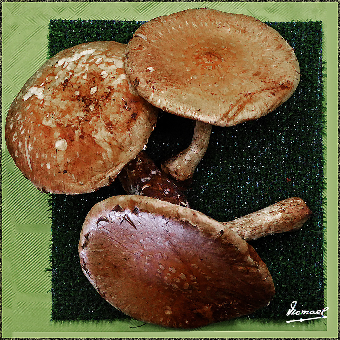 Foto: 161106-29 Exposicion De Setas - Zaragoza (Aragón), España