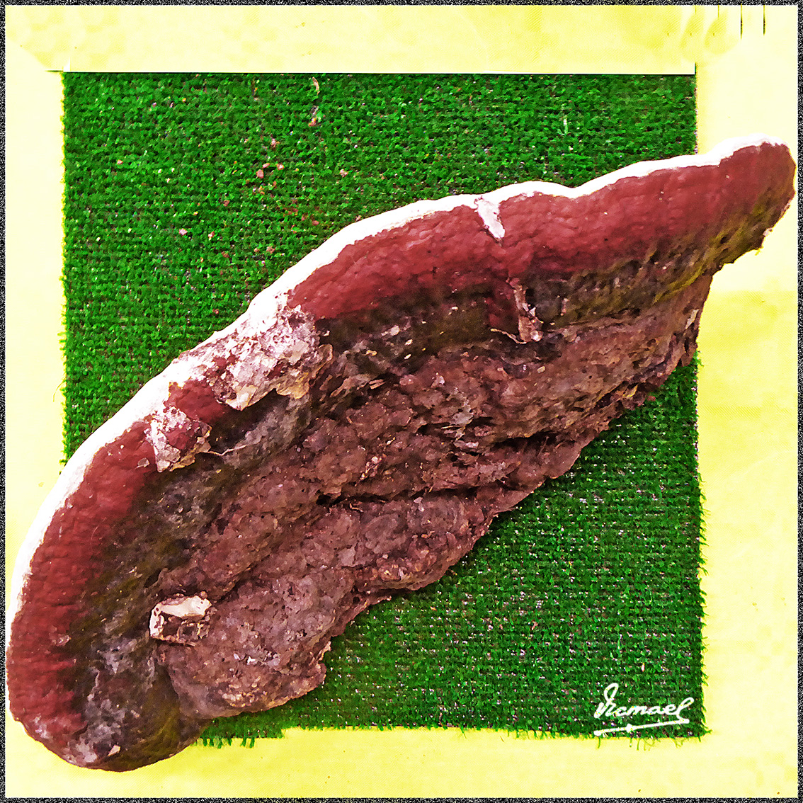 Foto: 161106-19 Exposicion De Setas - Zaragoza (Aragón), España