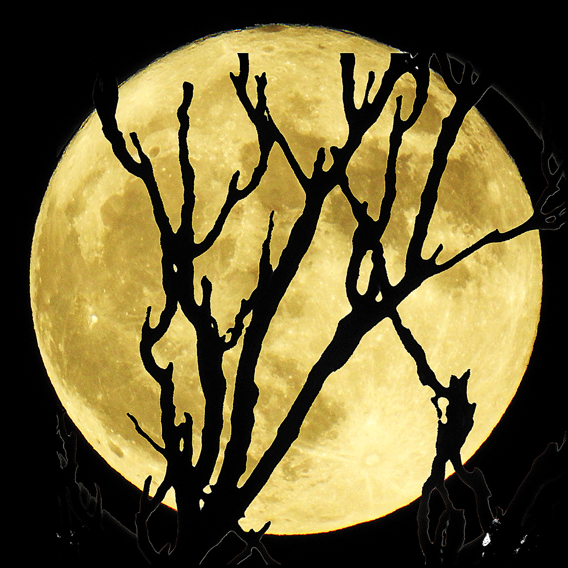 Foto: 161114-18 Luna Con Nikon 2000 - Zaragoza (Aragón), España