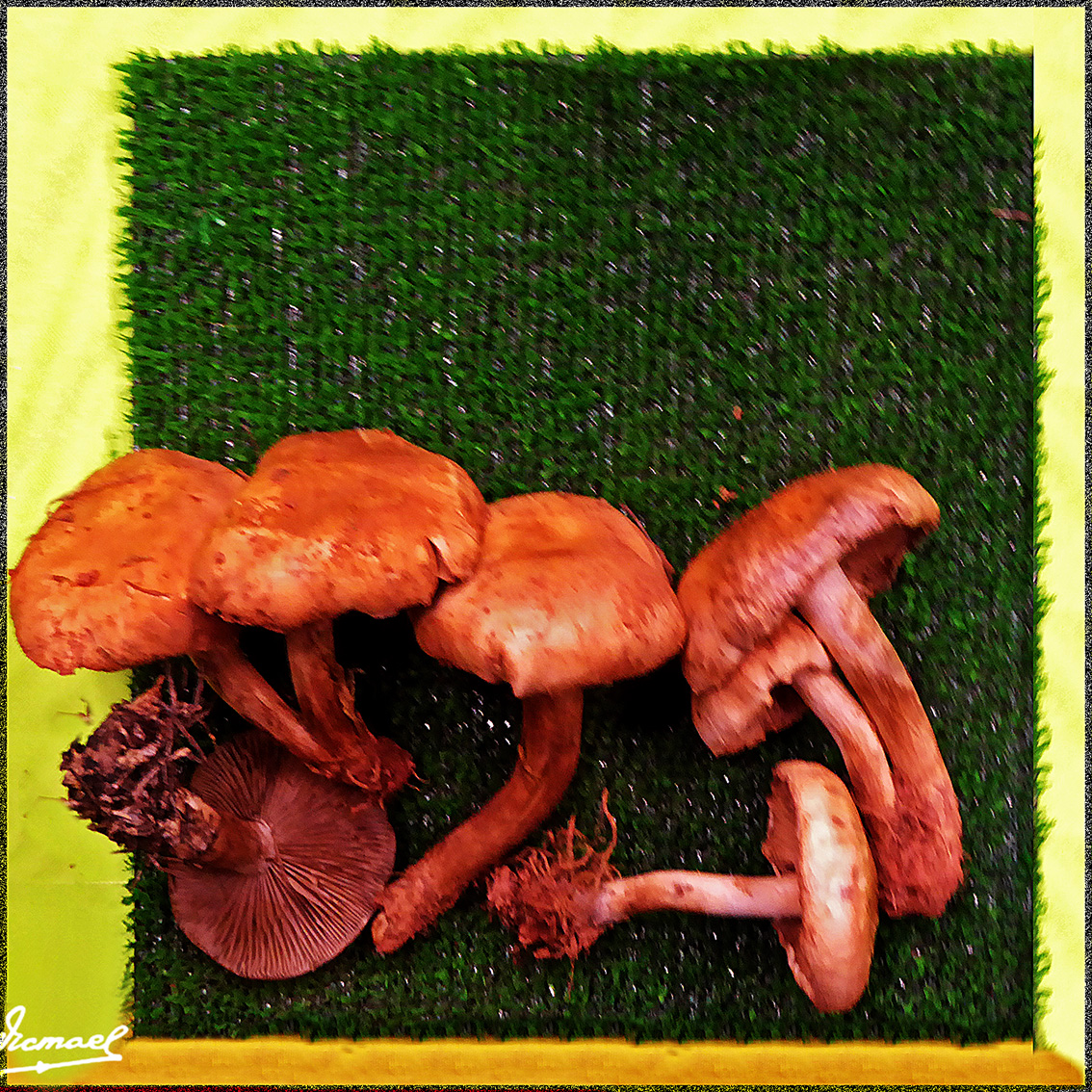 Foto: 161106-14 Exposicion De Setas - Zaragoza (Aragón), España